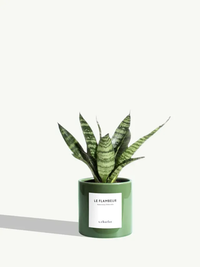 By Charlot Le Flambeur petite plante sansevieria XS