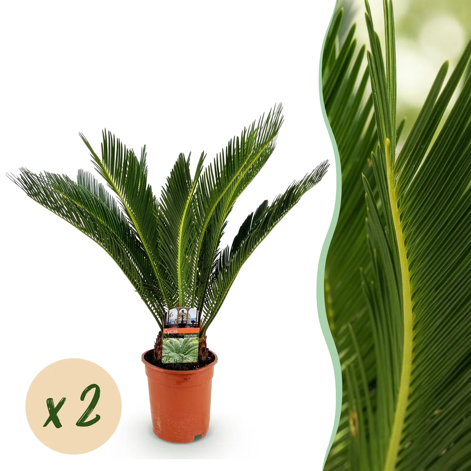 Plant and Stories Cycas Revoluta palmier 1 plante 17cm