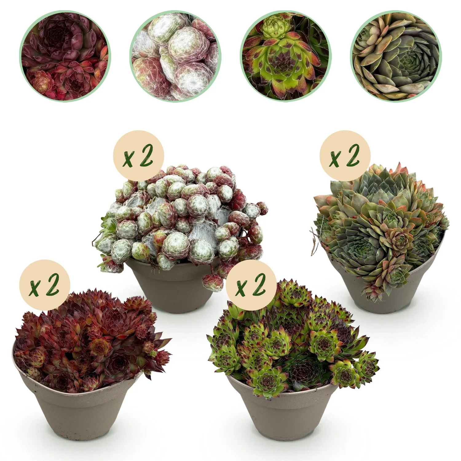 Plant and Stories Big Sam joubarbe succulente 4 plants pot 14cm