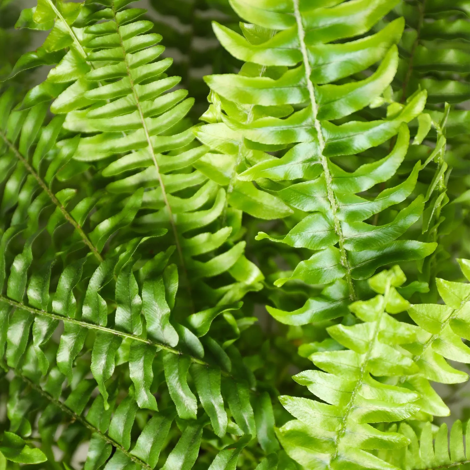 Plant and Stories Green Lady fougère 1 plante pet-friendly