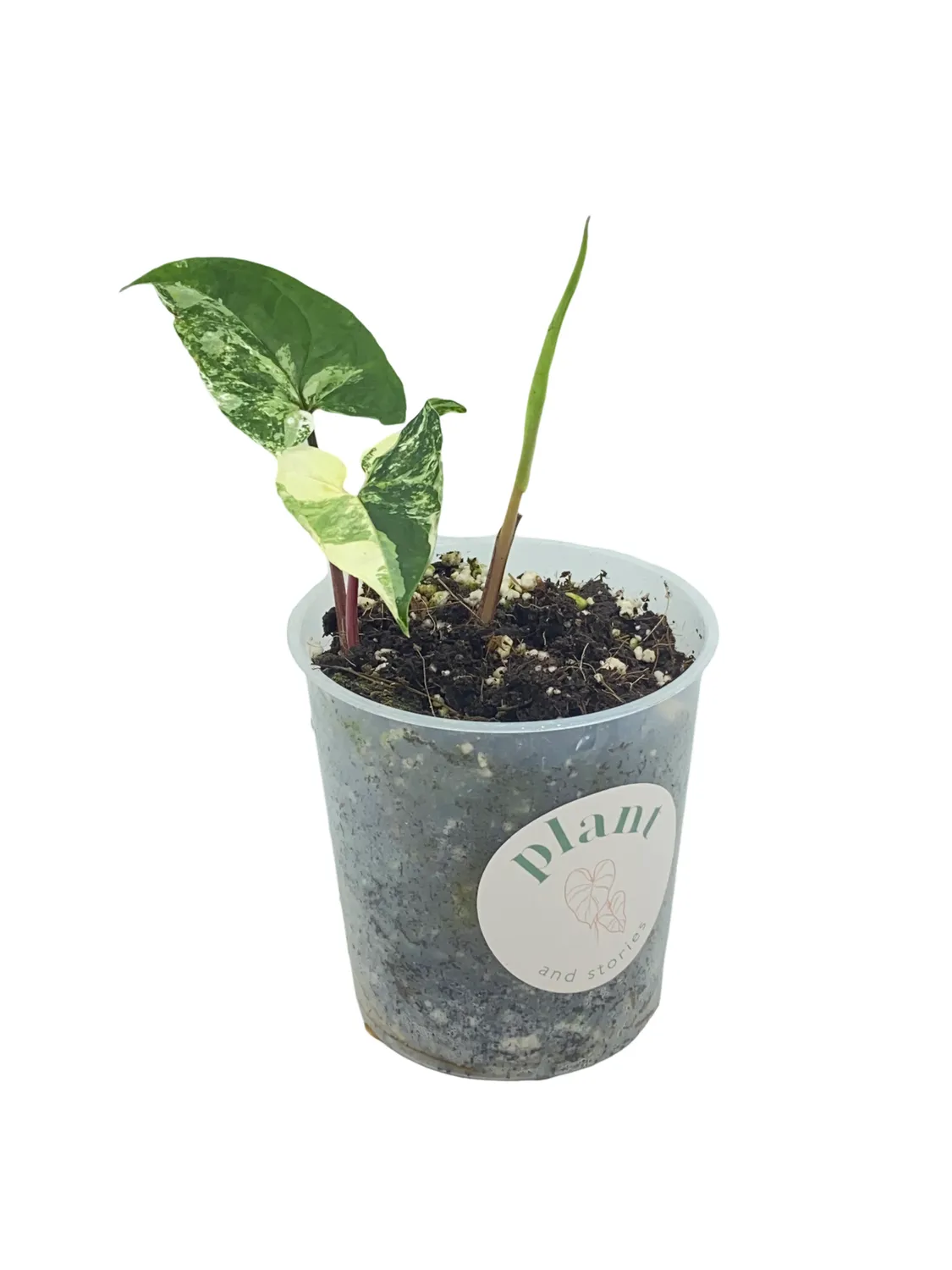 Plant and Stories Syngonium Albo Variegata plante d’intérieur pot 6 cm blanc