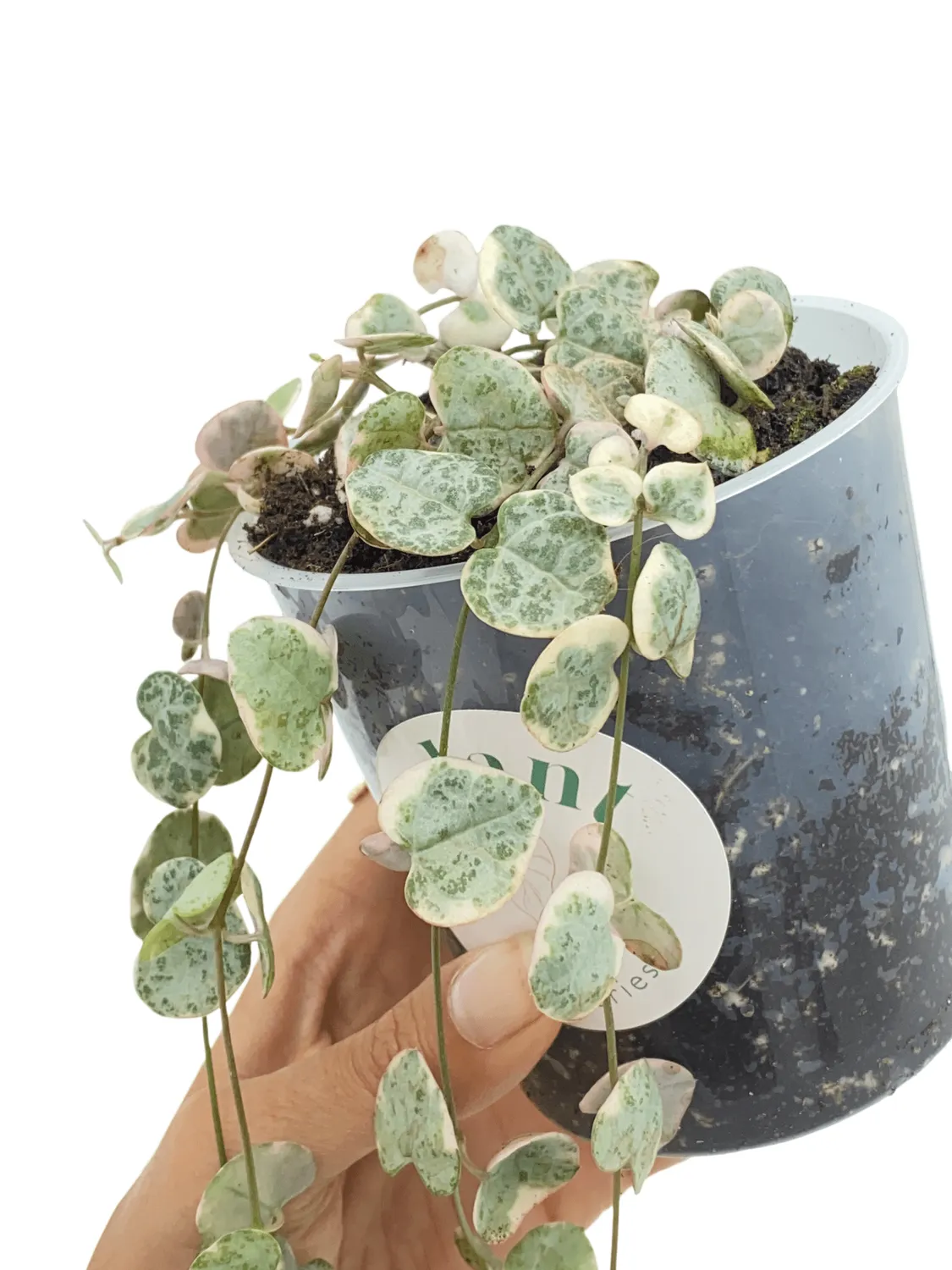 Plant and Stories Ceropegia Woodii Variegata plante pot 6cm retombante
