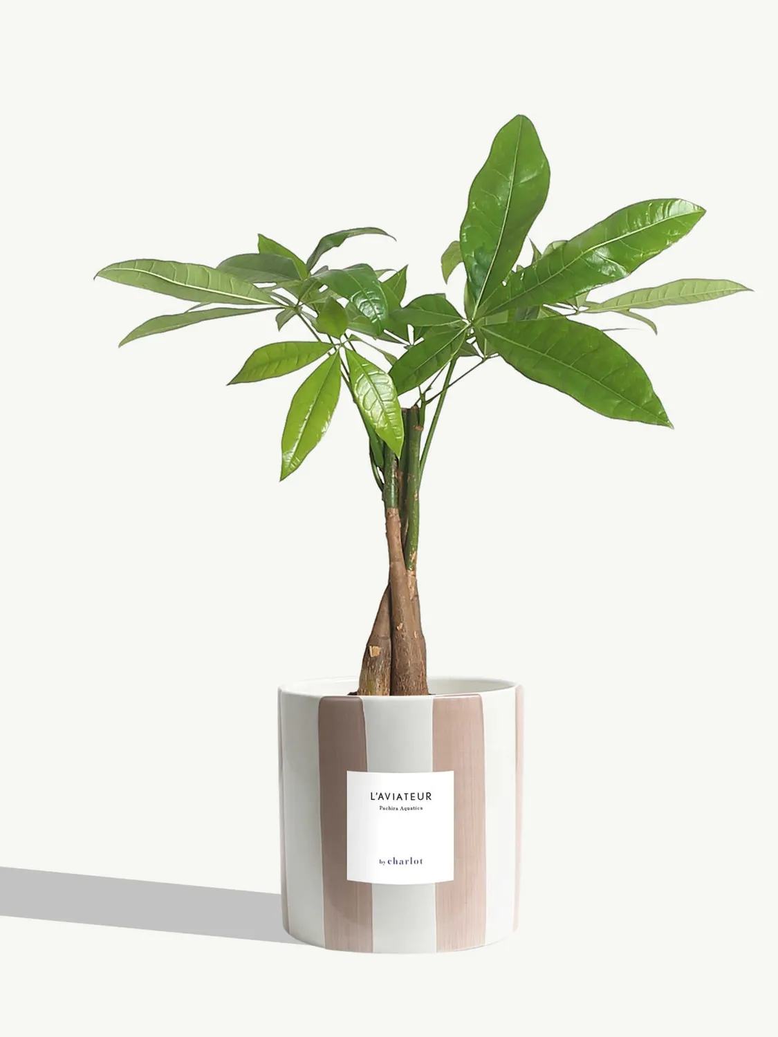 By Charlot L'Aviateur anthurium plante pot 14 cm