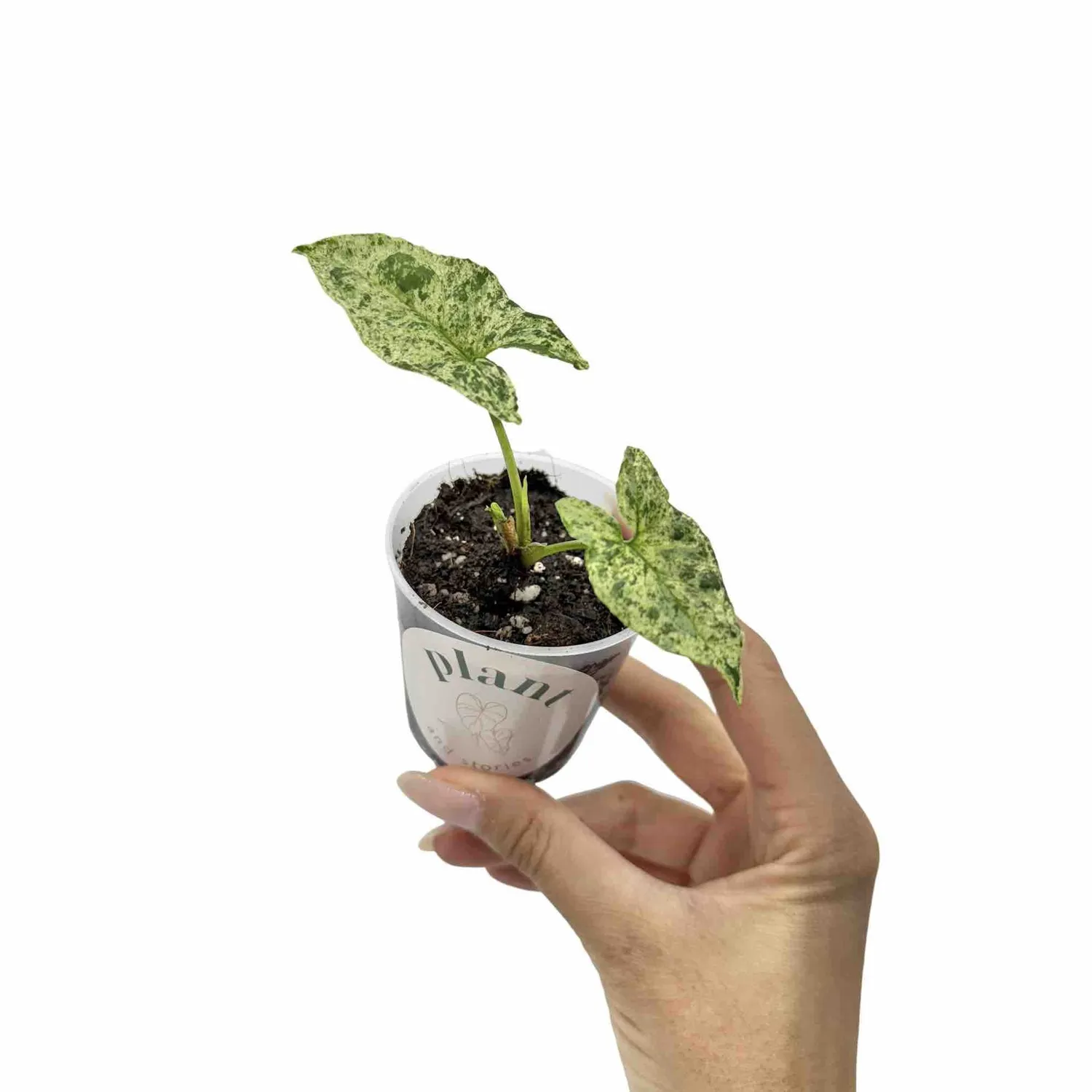 Syngonium Mojito plante intérieur pot 6 cm marbrée