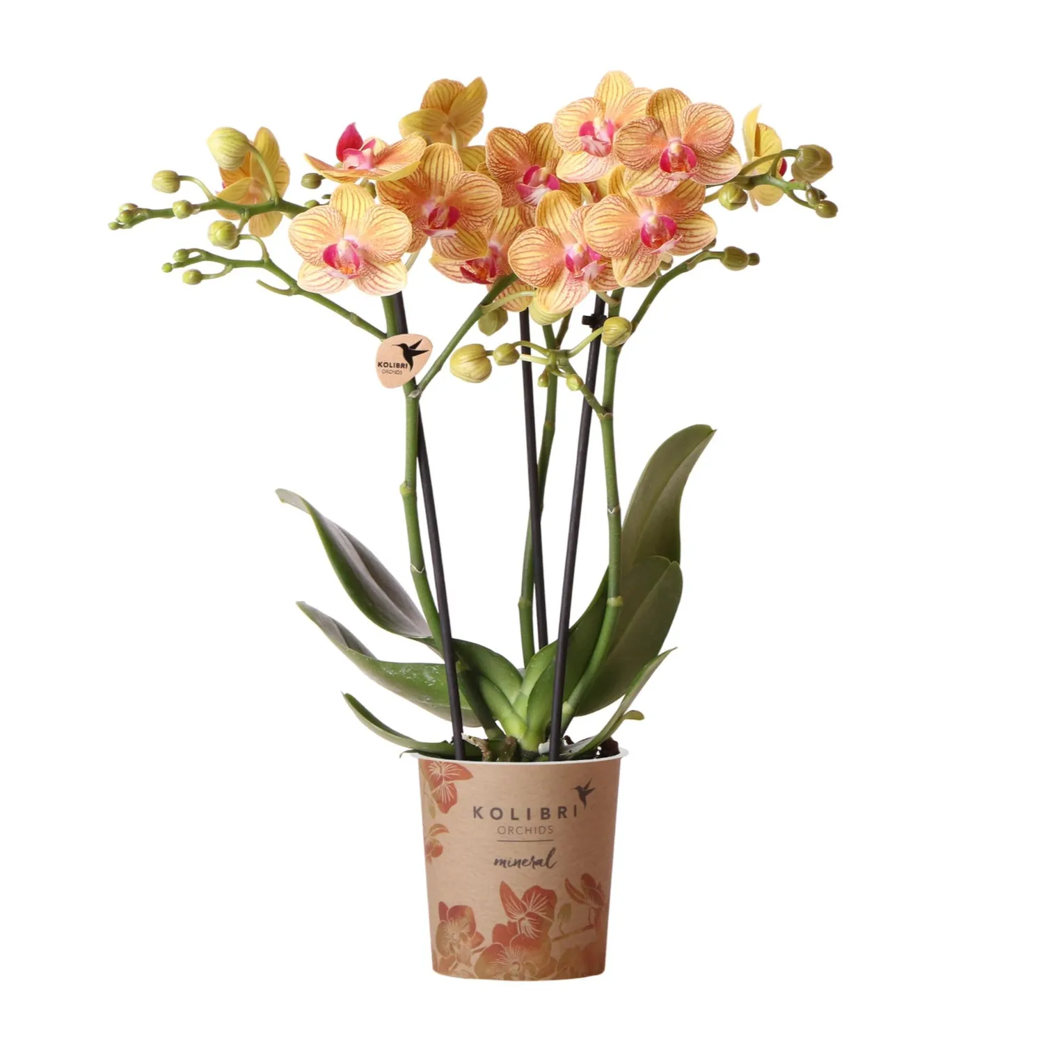 Plant and Stories Phalaenopsis Jamaica orchidée pot 9 cm orange