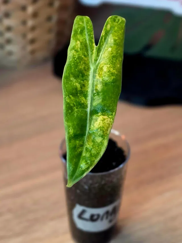 plant.ess Longiloba Aurea alocasia 1 feuille dorée