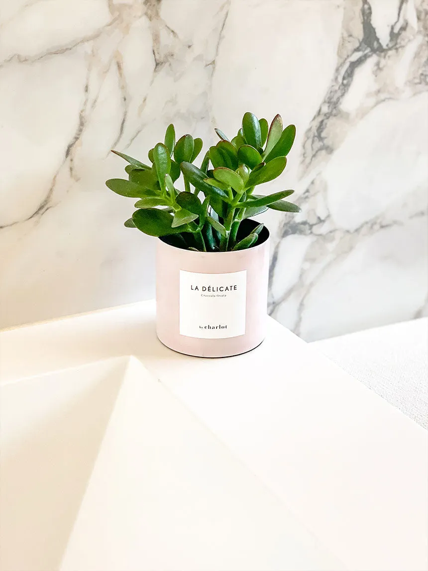 By Charlot La Délicate recharge succulente S crassula