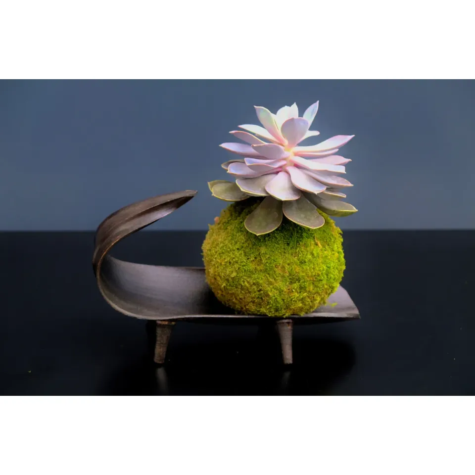 Oh My Green Echeveria kokedama taille M soleil