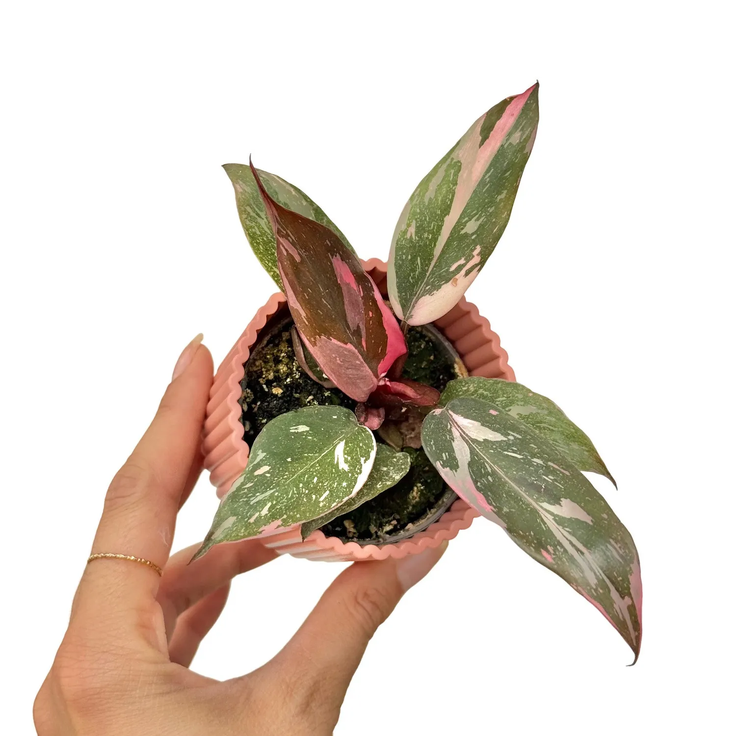 Plant and Stories Philodendron Pink Princess plante d'intérieur pot 6 cm panachée