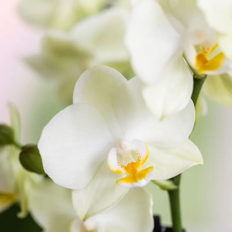 Plant and Stories Phalaenopsis Lausanne orchidée blanche 2 pots 9 cm