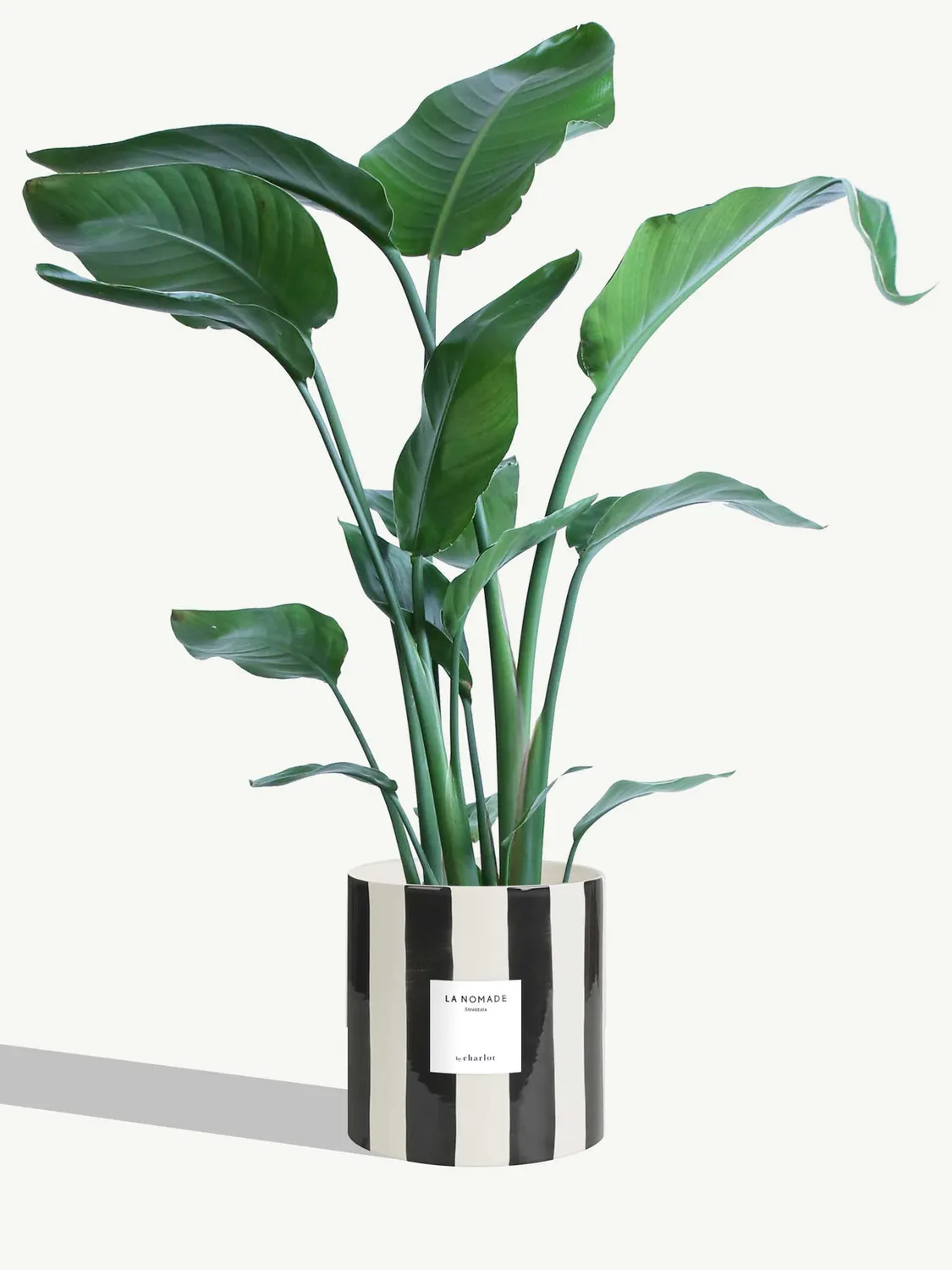 By Charlot La Nomade strelitzia grande plante 100 cm