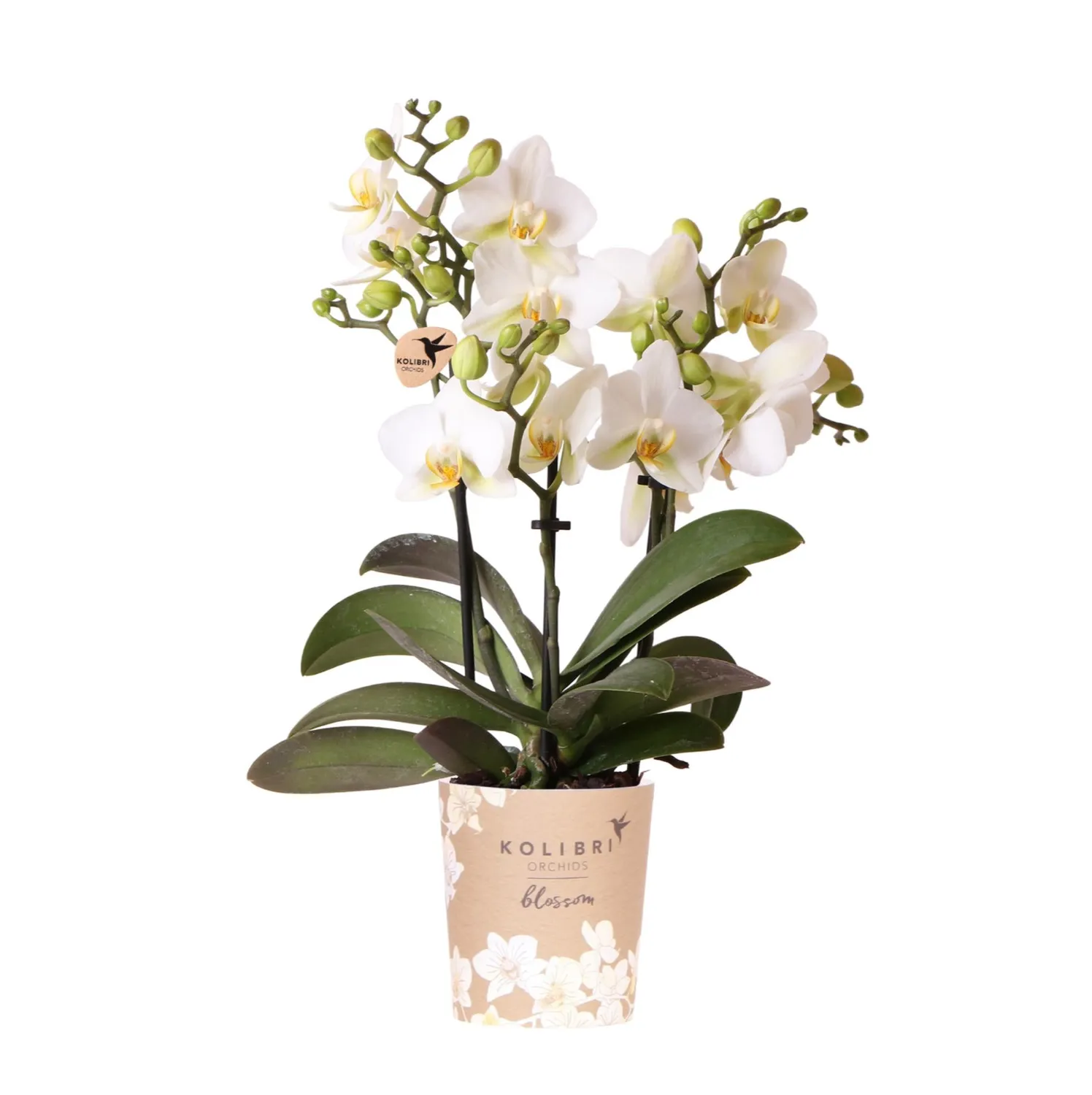Plant and Stories Phalaenopsis Lausanne orchidée blanche pot 9 cm