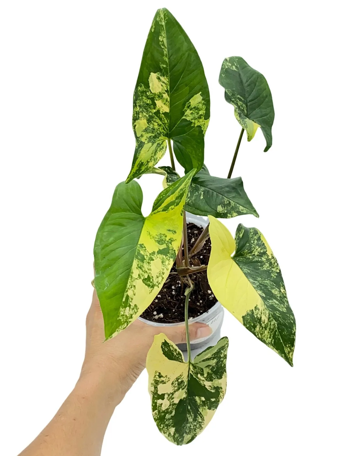 Plant and Stories Aurea syngonium plante intérieur pot 9cm