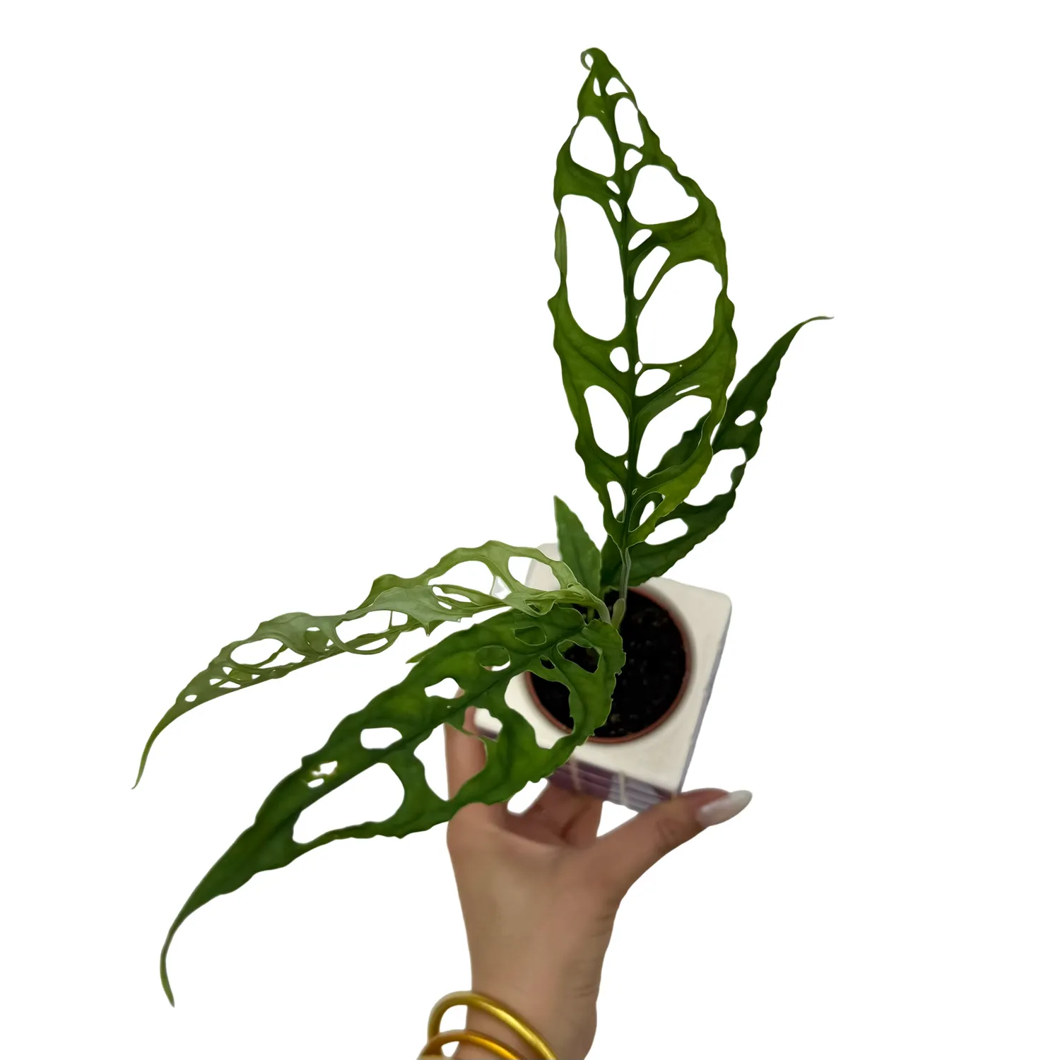Plant and Stories Monstera Obliqua Peru plante d'intérieur pot 6cm dentelle