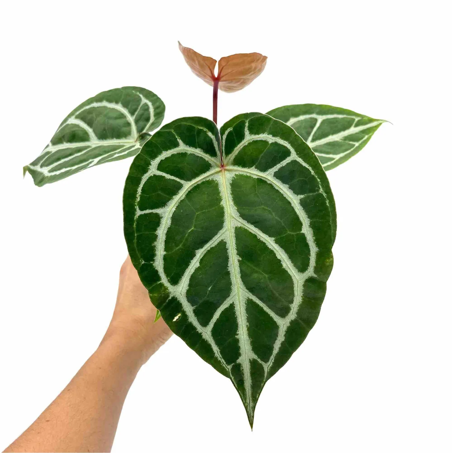 Plant and Stories Crystallinum anthurium pot 6 cm velours