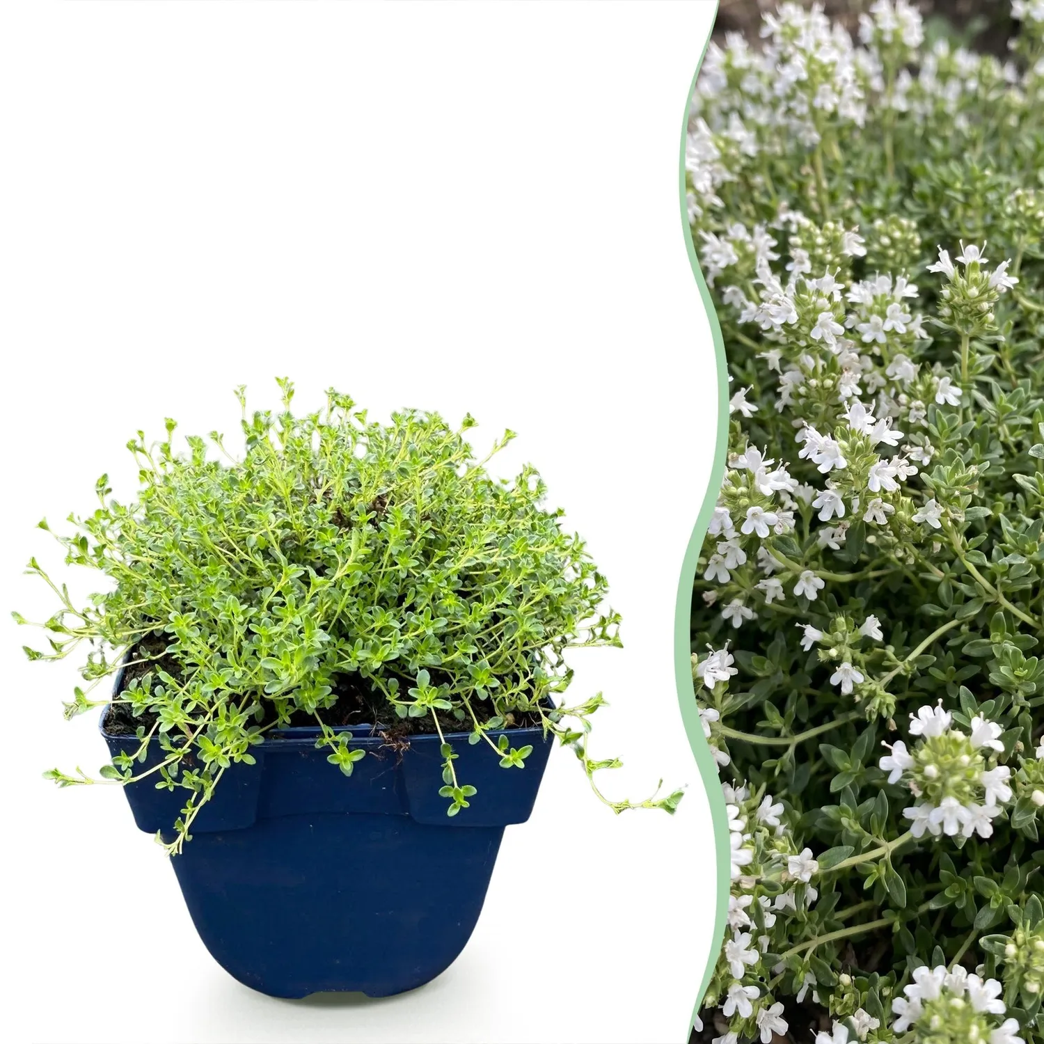 Plant and Stories Albiflorus thym 1 plant pot 11 cm vivace