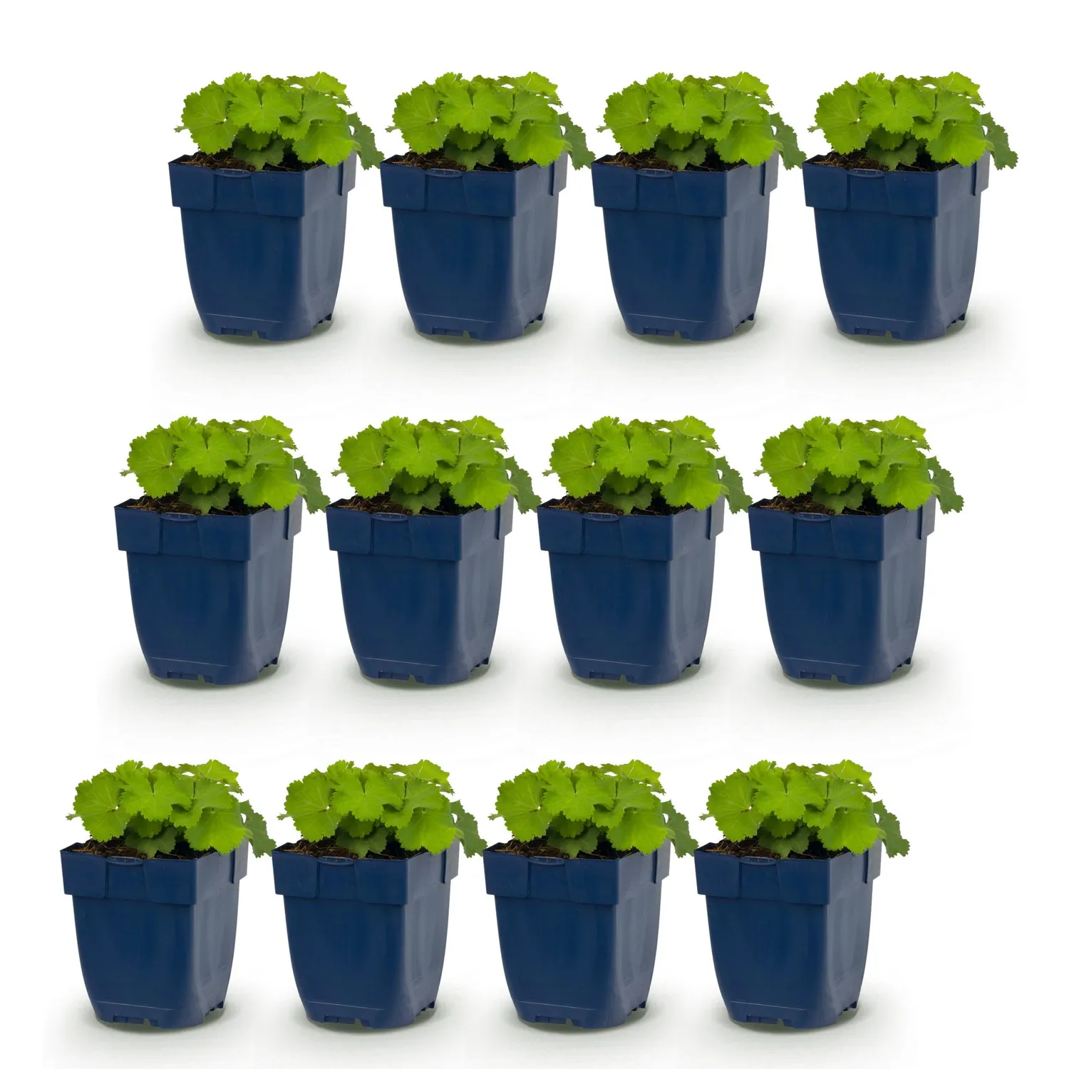 Plant and Stories alchémille Alchemilla mollis pot 11 cm vivace ombre