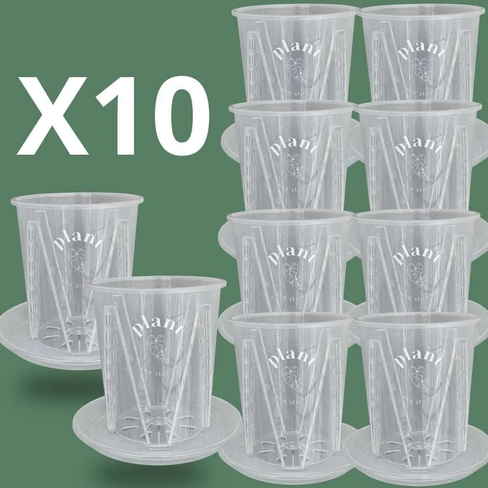 Plant and Stories Aracées pot transparent 12cm lot 5 drainage