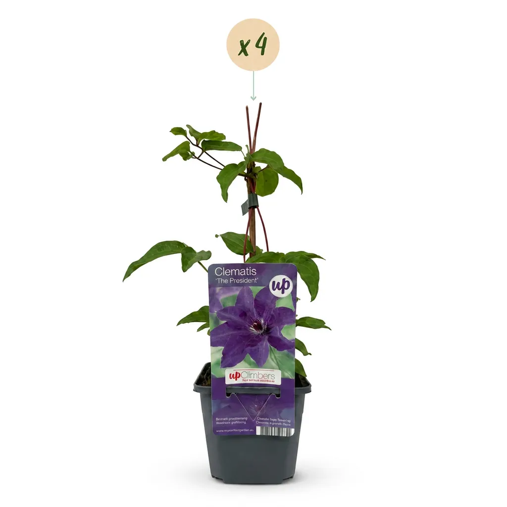 Plant and Stories Clematite The President grimpante lot 4 plants fleurs bleu