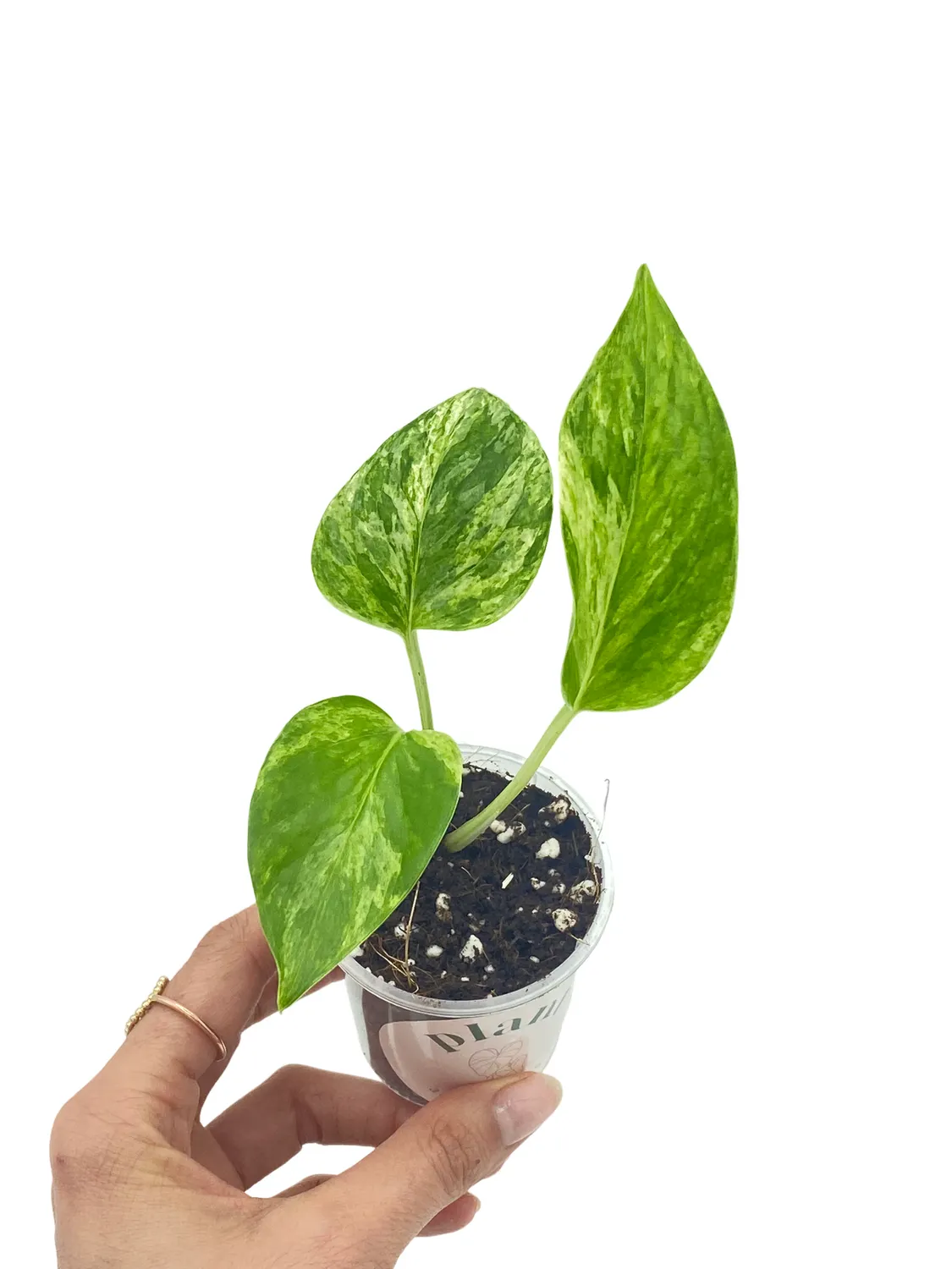 Plant and Stories Epipremnum Marble Queen plante pot 6 cm panachée