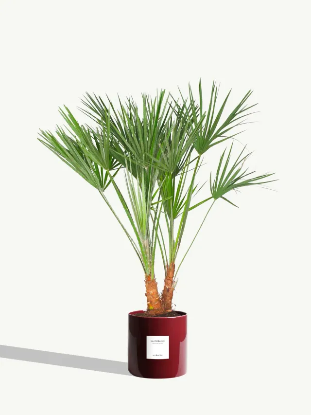 By Charlot La Cubaine palmier Chamaerops 80 cm