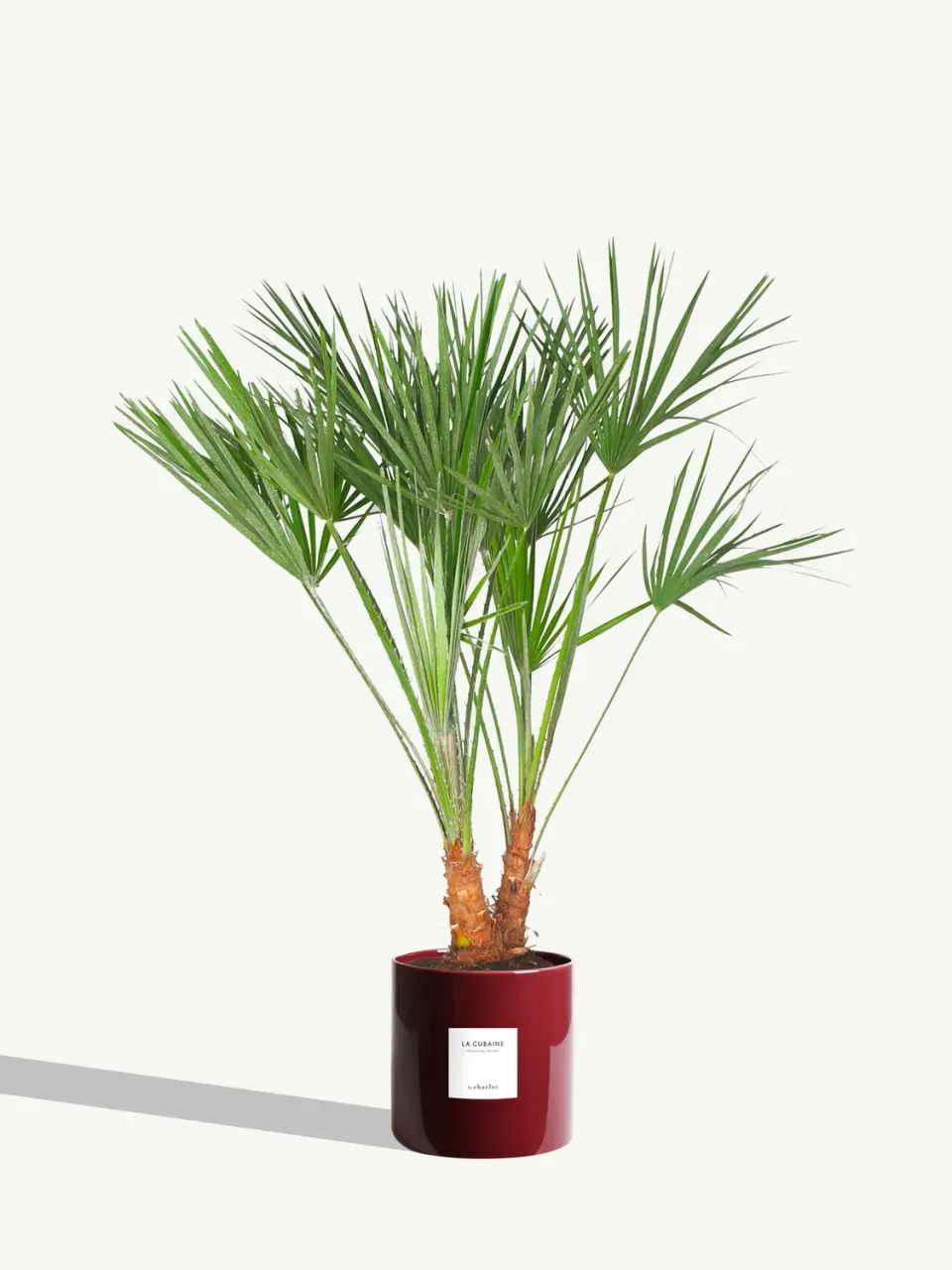 By Charlot La Cubaine palmier Chamaerops 80 cm