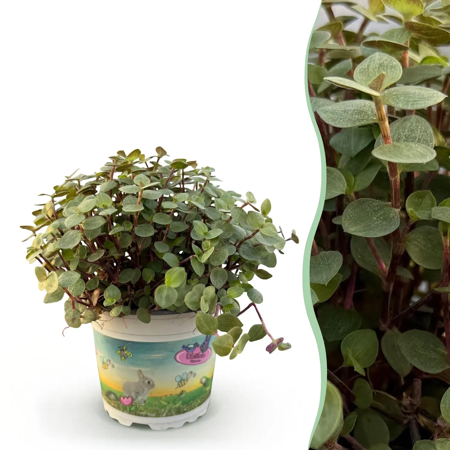 Plant and Stories repens callisia tortue pet-friendly pot 12 cm
