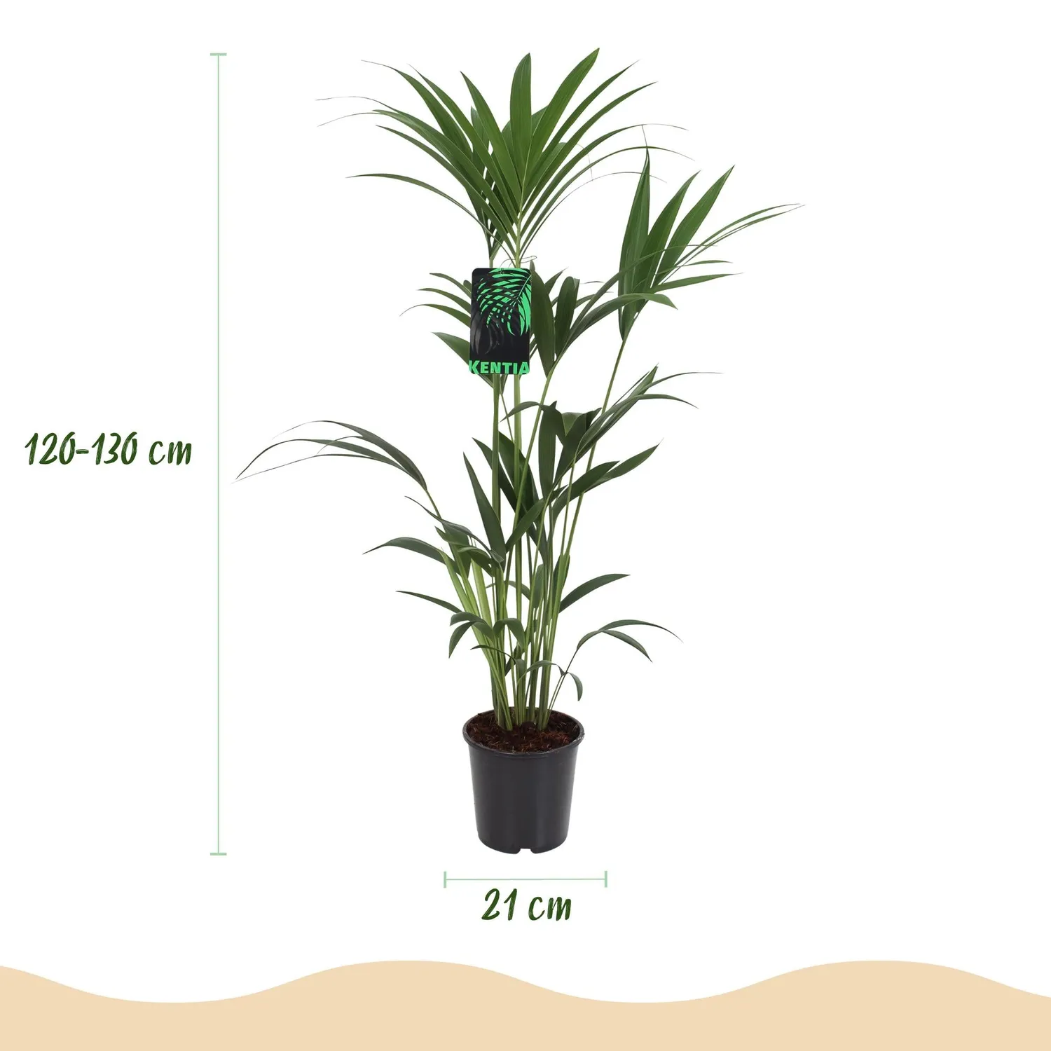Plant and Stories Howea Forsteriana kentia palmier pot 21cm 120-130cm