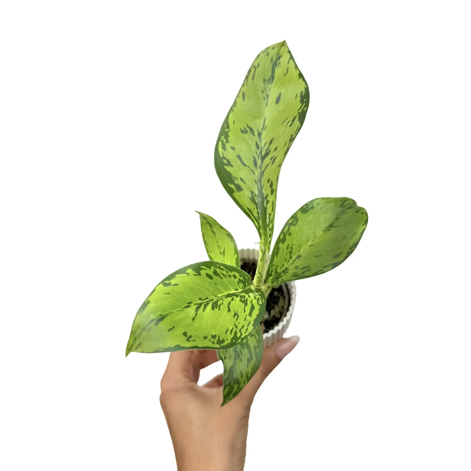 Plant and Stories Dieffenbachia Crocodile plante pot 6 cm verte
