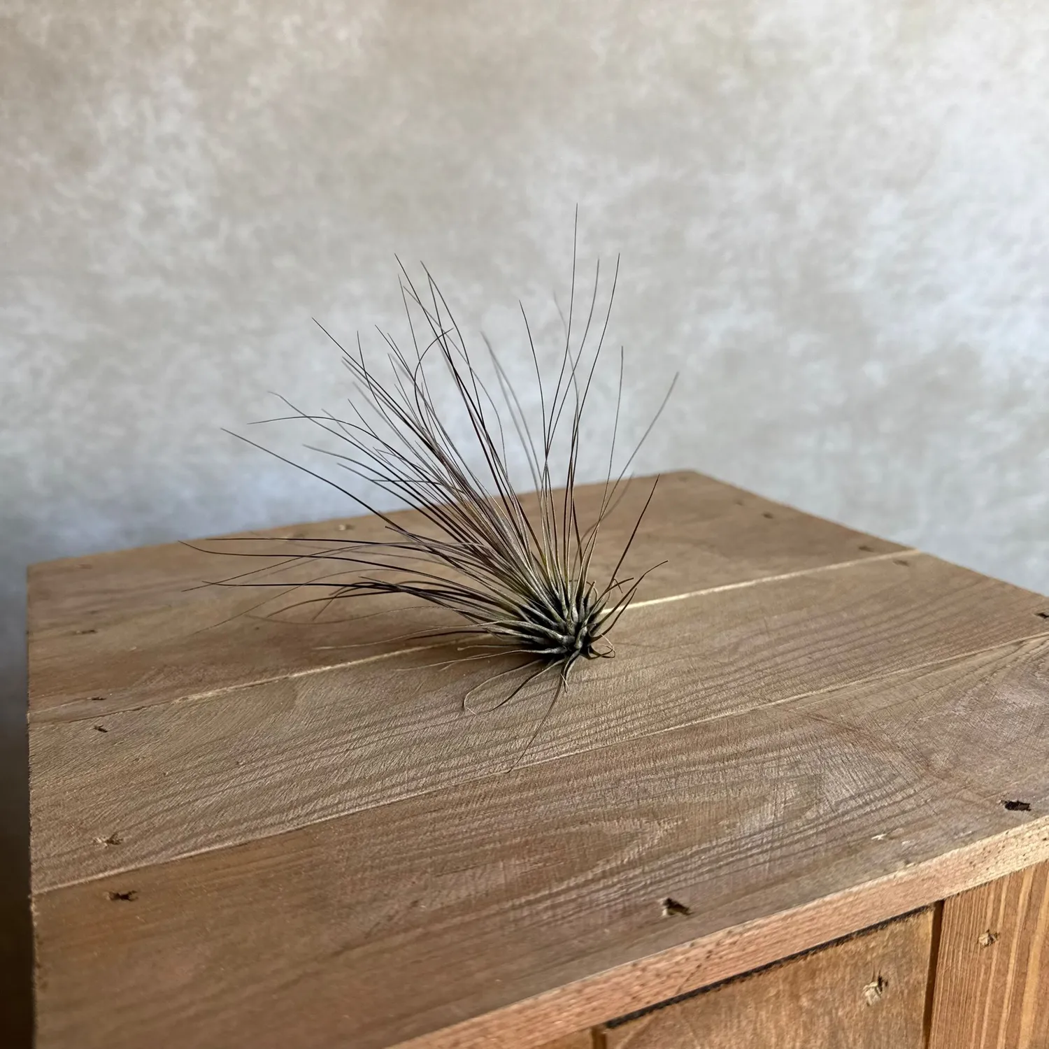 Airplantshop Tillandsia filifolia plante aérienne fine 10-12 cm