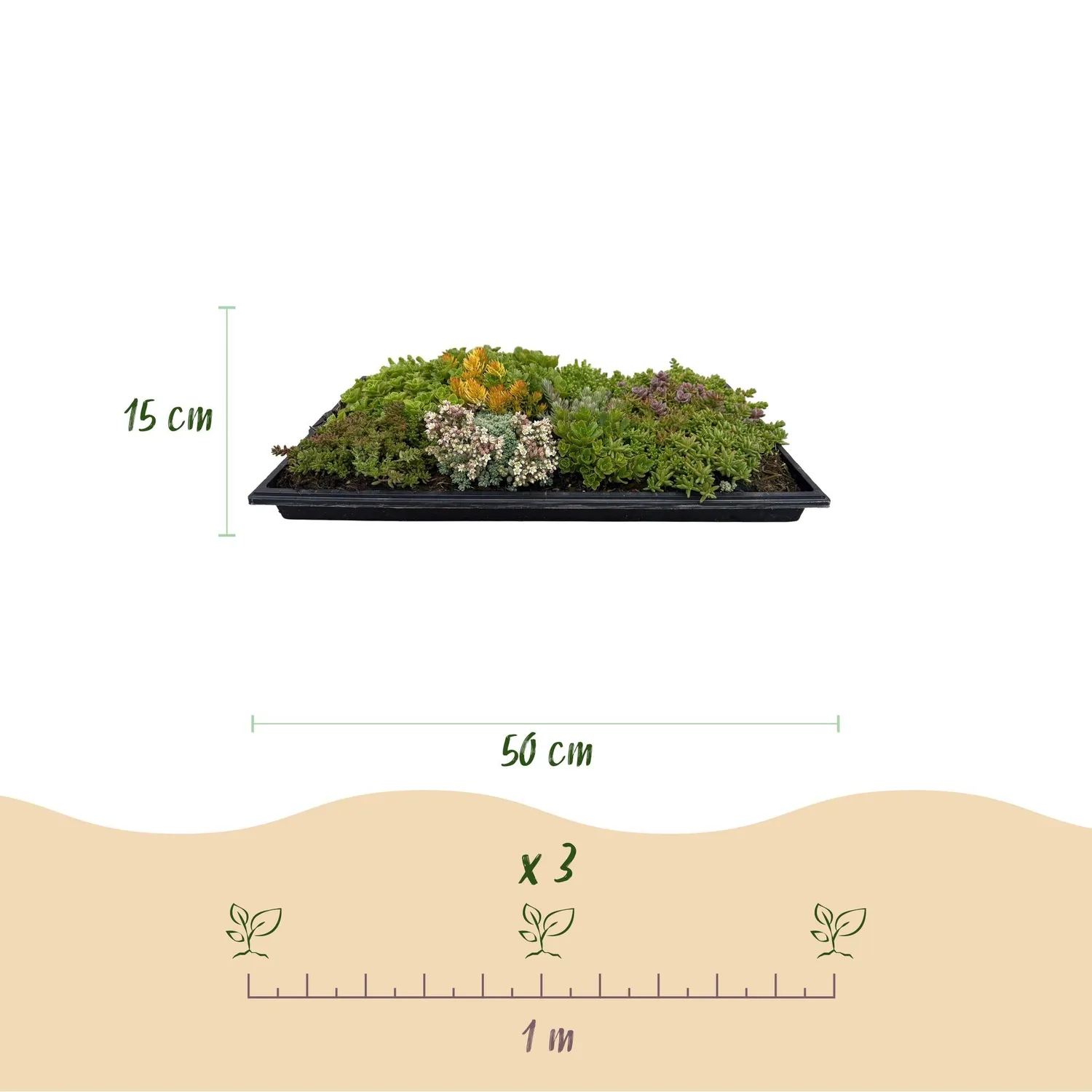 Plant and Stories Tapis de Sedum 10 espèces couvre-sol 50x30cm lot 2