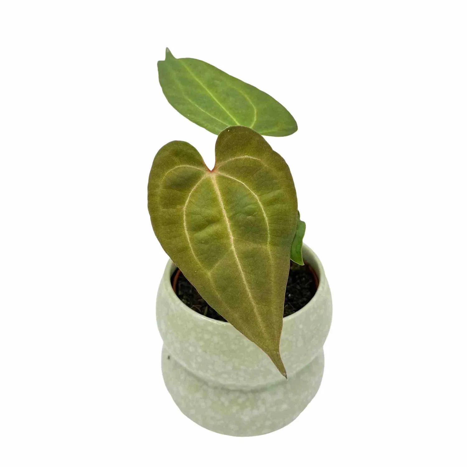 Plant and Stories Dark Mama x Ace of Spades anthurium pot 9 cm