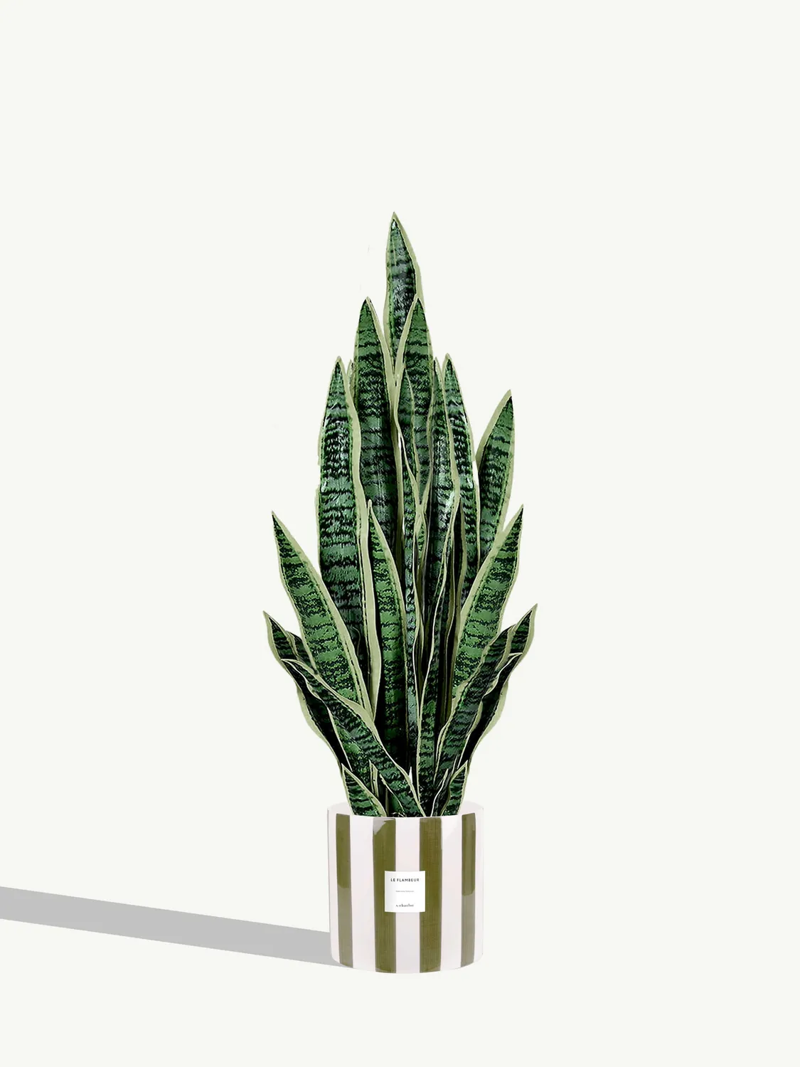 By Charlot Le Flambeur plante Sansevieria 80 cm avec pot XL