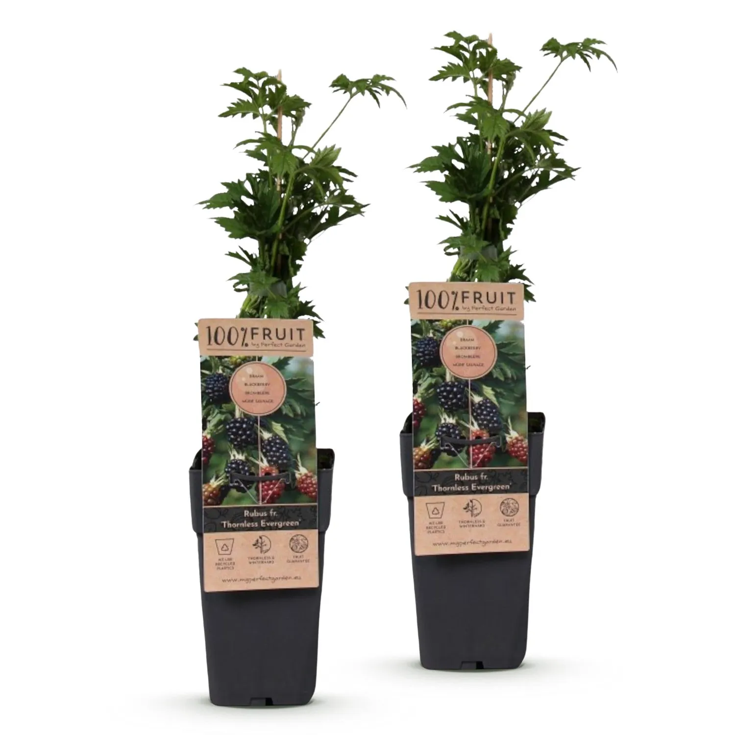 Plant and Stories Thornless Evergreen mûre sans épines lot 2