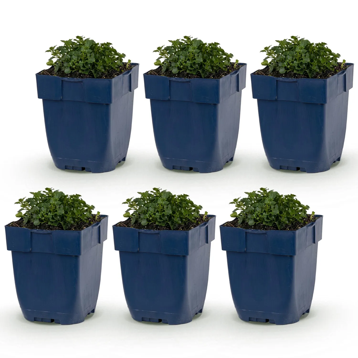 PLANT AND STORIES Campanule des murs couvre-sol 1 plant pot 11 cm