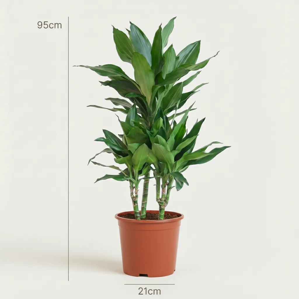 Plant and Stories Dracaena Janet Craig plante verte 90 cm