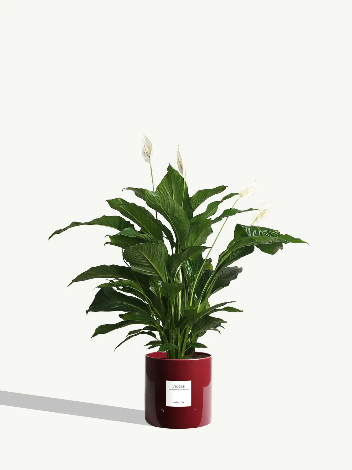By Charlot L'Idole plante Spathiphyllum 125 cm avec pot XL