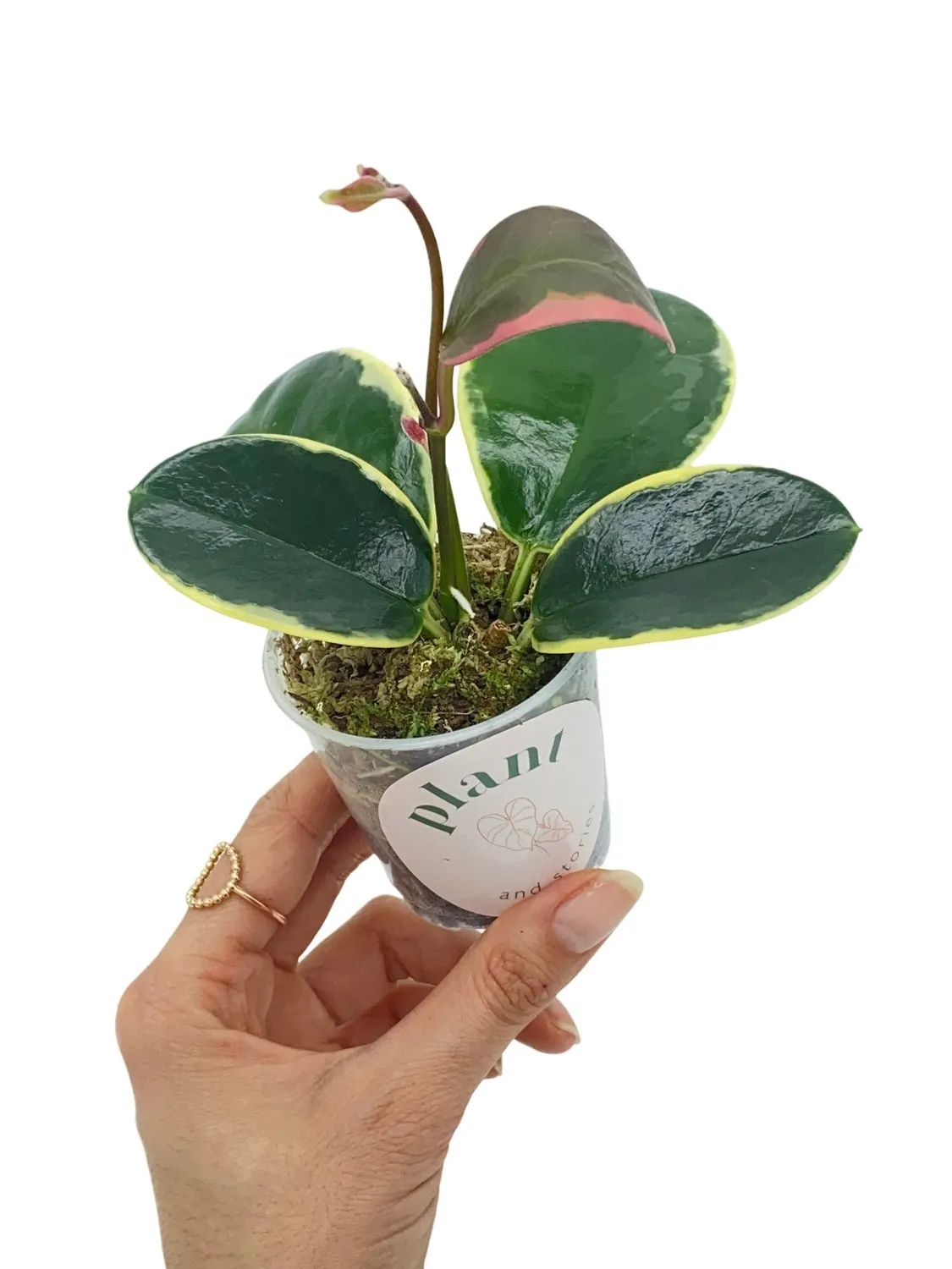 Plant and Stories Hoya Australis Blondie plante pot 6cm panaché