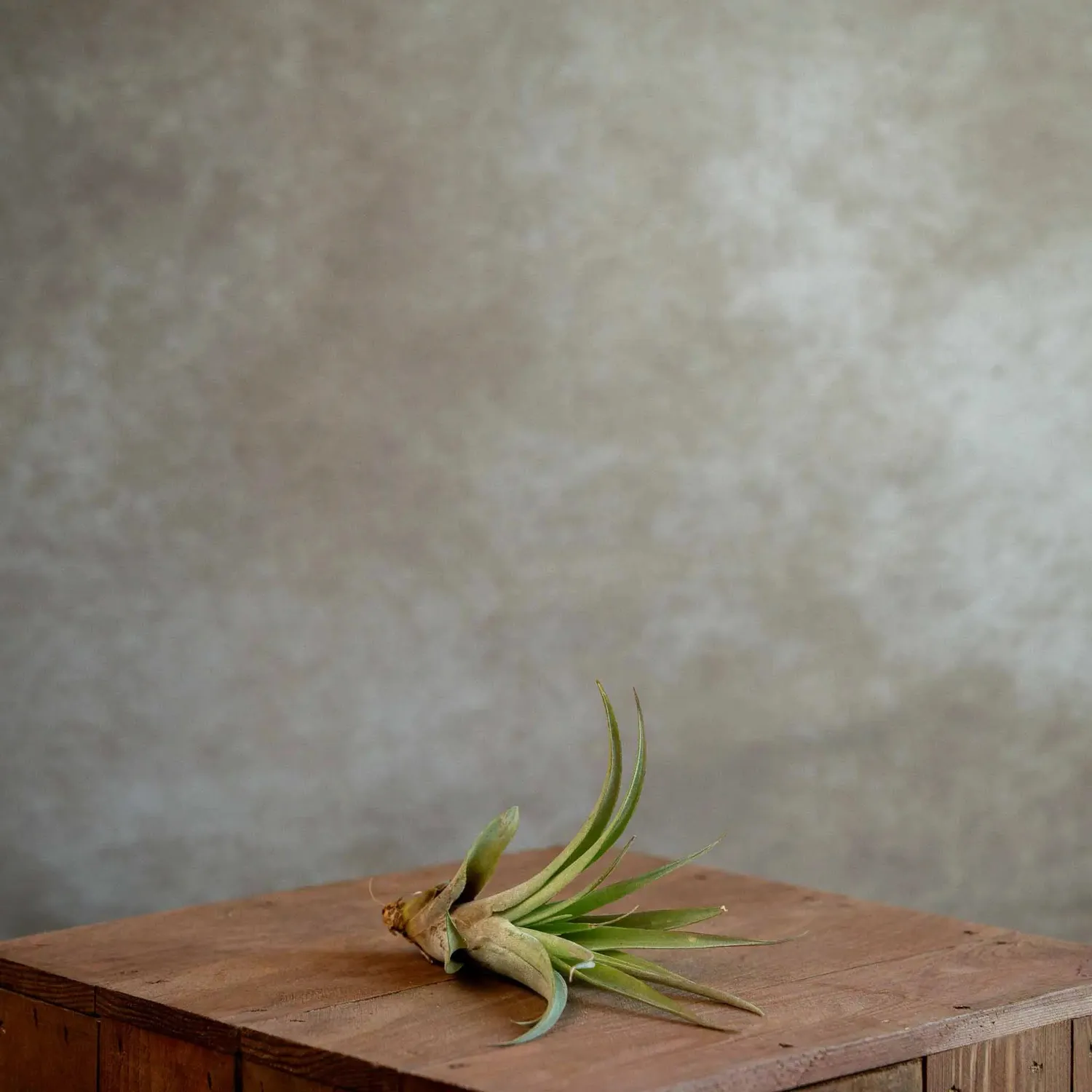 Airplantshop Tillandsia Capitata plante aérienne medium