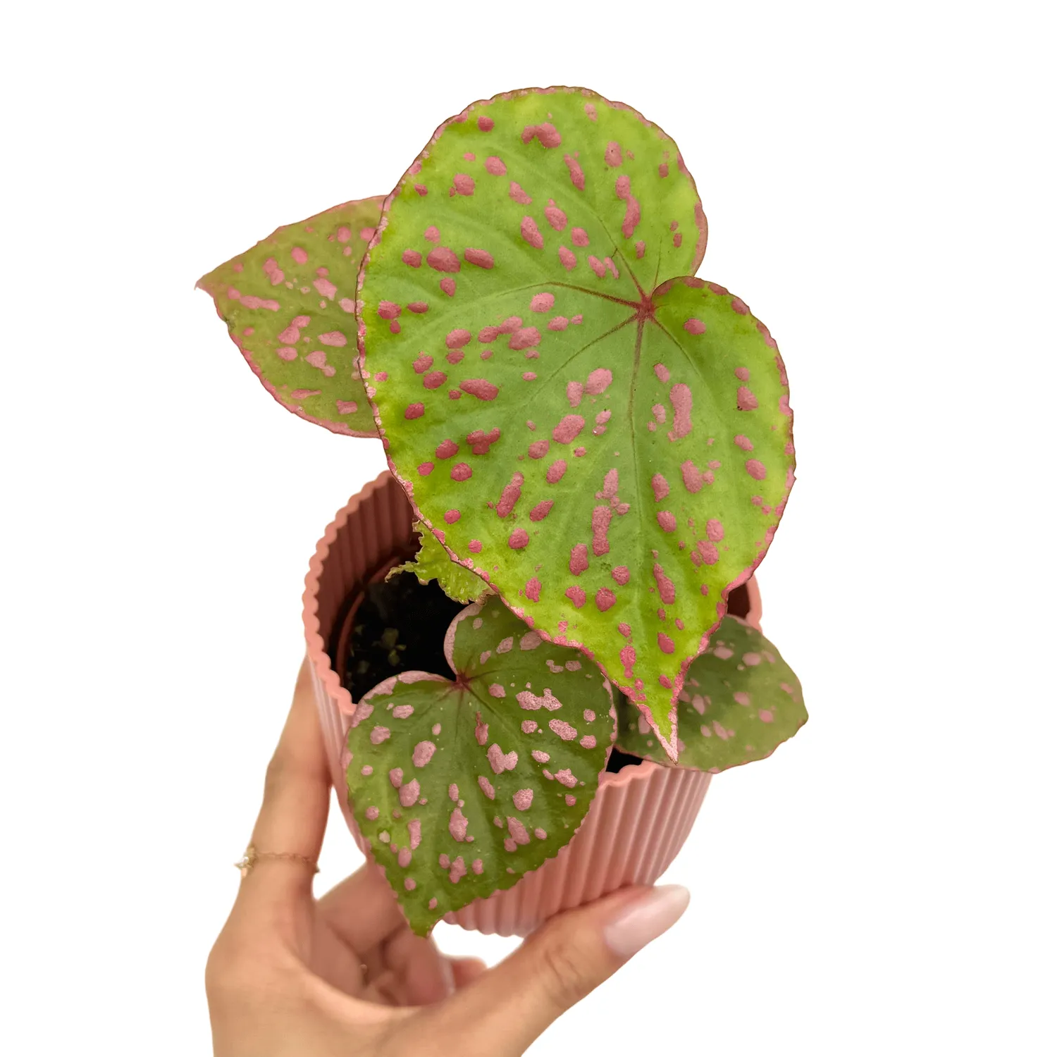 Plant and Stories Begonia Muara Wahau plante pot 8 cm velours