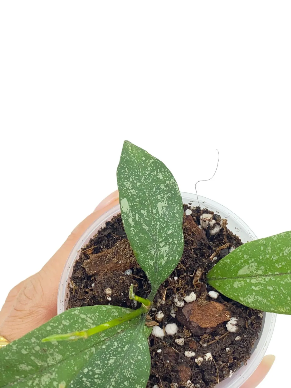 Plant and Stories Hoya Multiflora Splash plante d’intérieur pot 8cm splash