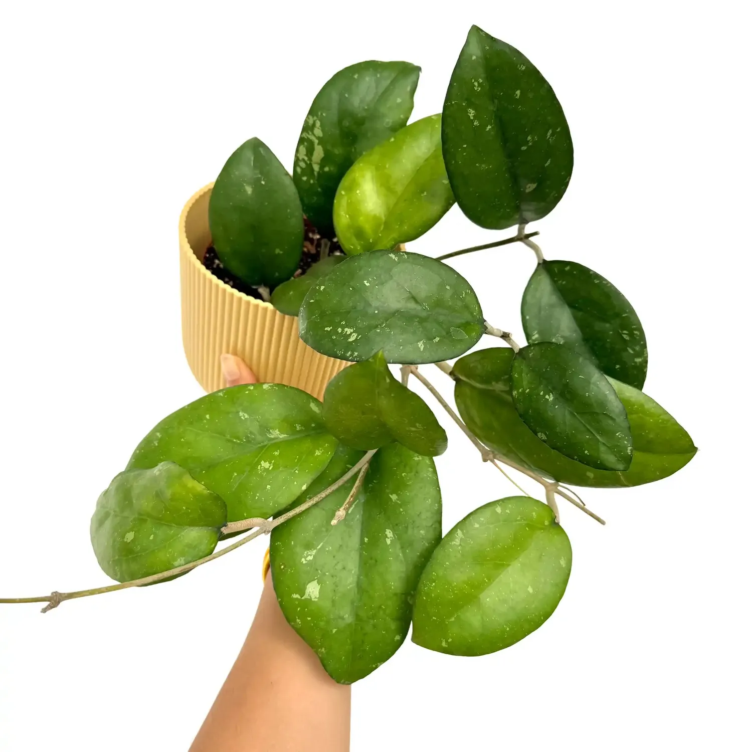 Plant and Stories Hoya Joy plante retombante pot 9 cm nacré