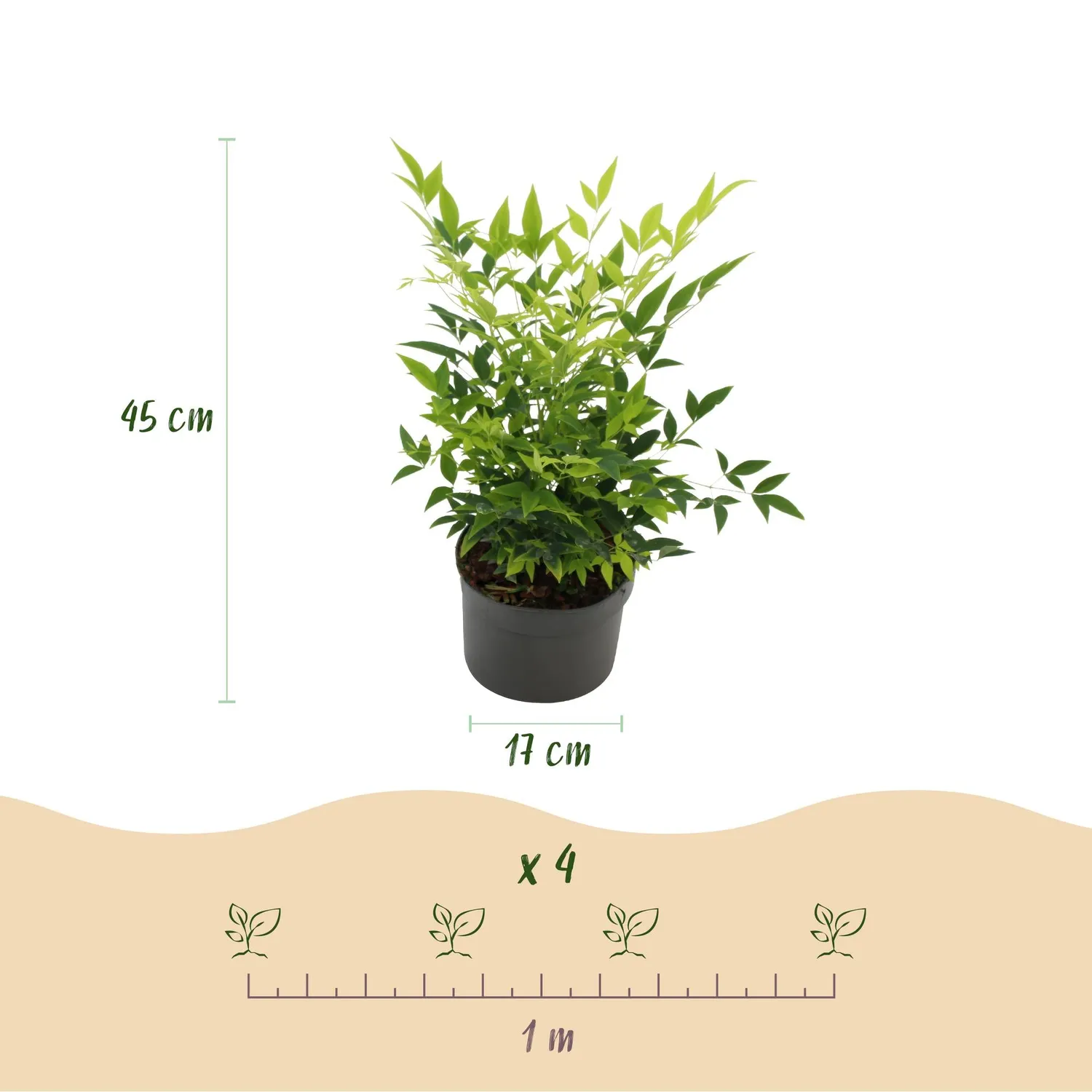 Plant and Stories Nandina Lemon Lime arbuste pot 17 cm persistant
