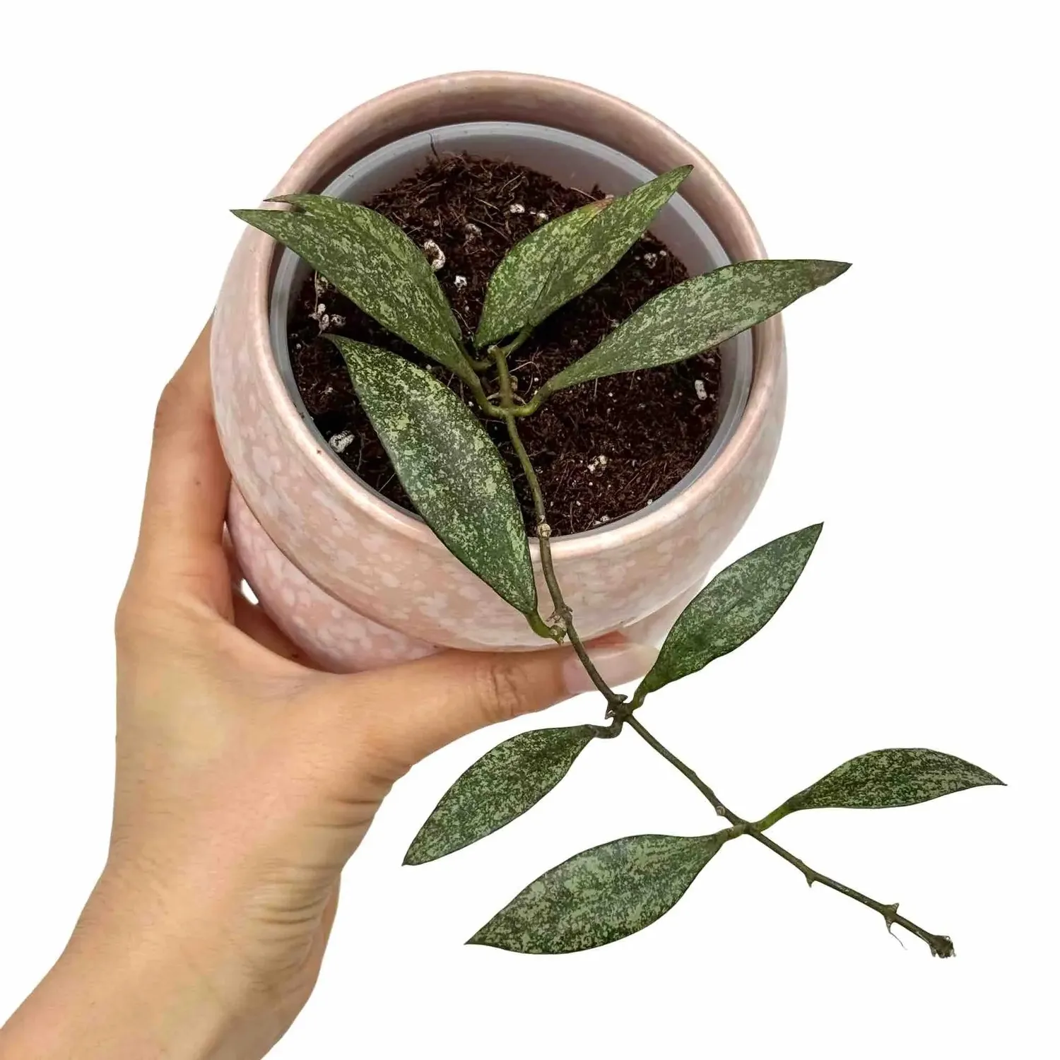 Plant and Stories Hoya Parviflora plante pot 9cm parfumée