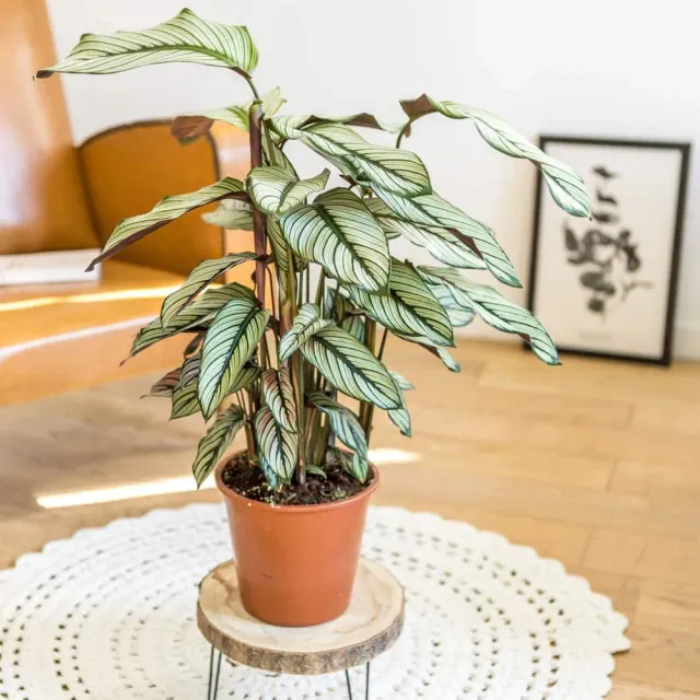 Réconciliation Végétale William calathea whitestar plante verte D19