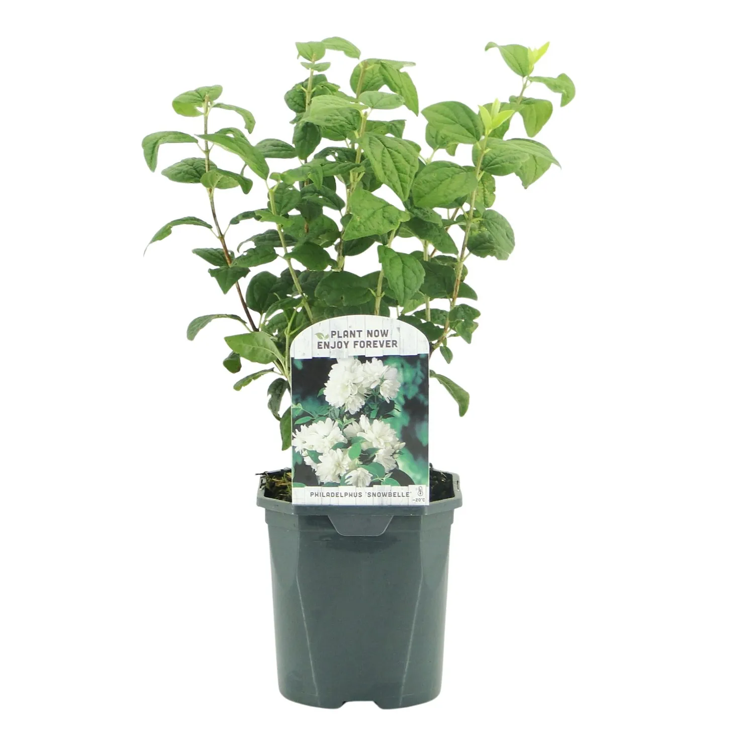Plant and Stories Seringat Snowbelle arbuste pot 17 cm parfumé