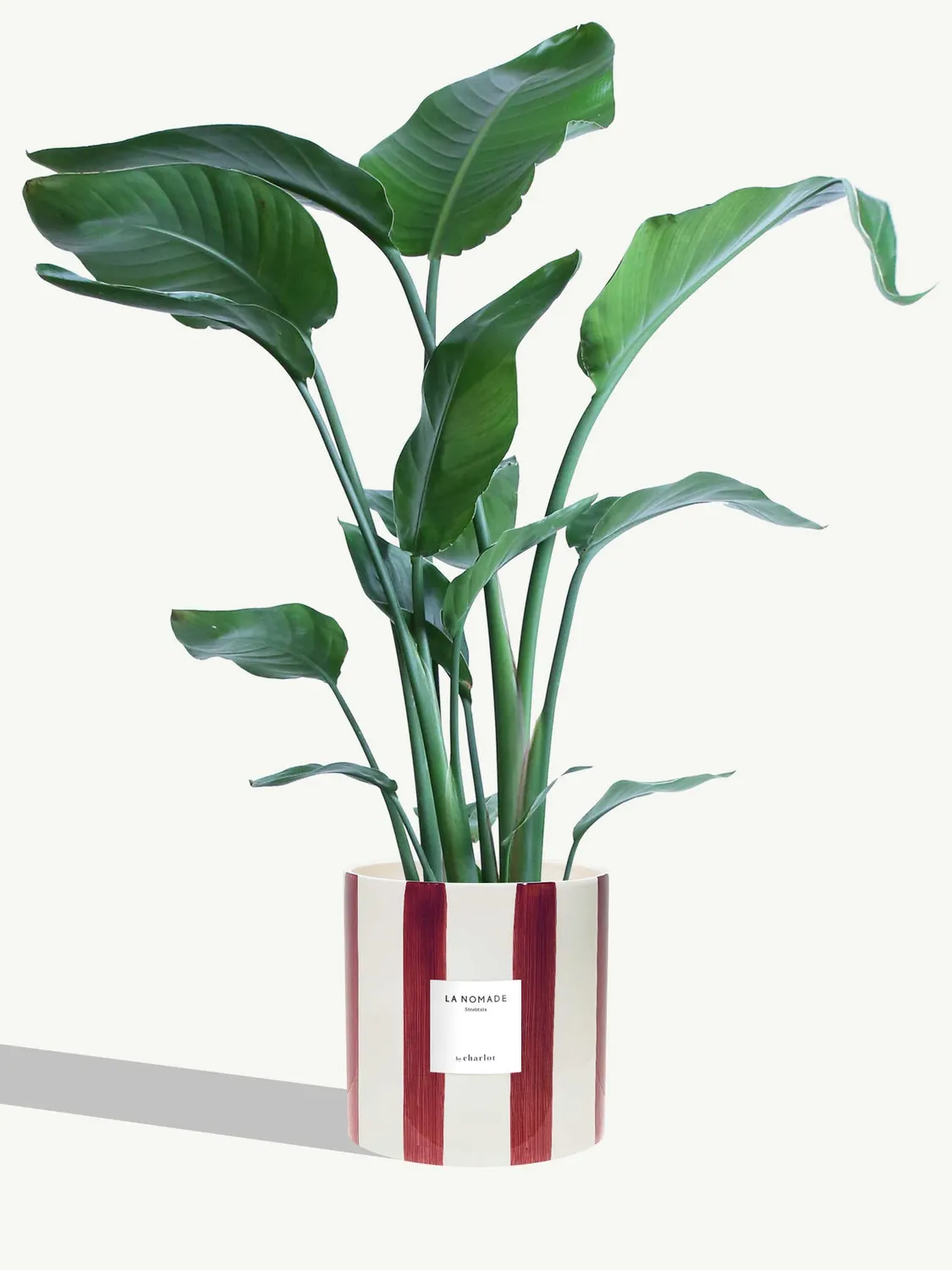 By Charlot La Nomade strelitzia grande plante 100 cm