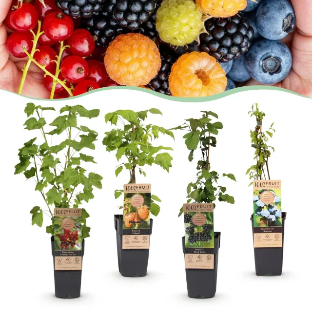 Plant and Stories Myrtillier assortiment fruitier pot 15cm rustique