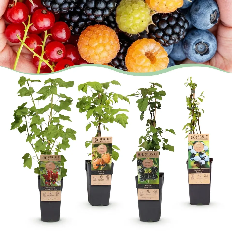 Plant and Stories Myrtillier assortiment fruitier pot 15cm rustique