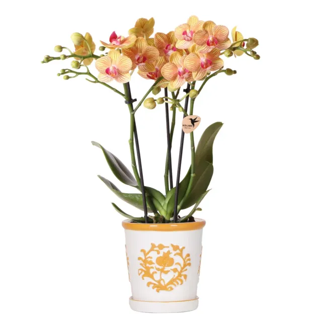 Plant and Stories Phalaenopsis Jamaica orchidée pot 9 cm orange